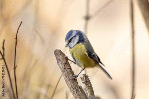 Adult Blue Tit (Cyanistes caeruleus) posed on a branch in a British back garden in Winter. Yorkshire, UK
