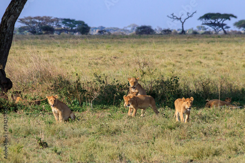 Fototapeta Naklejka Na Ścianę i Meble -  Pride of lions (Panthera leo) in savannah in Serengeti national park, Tanzania