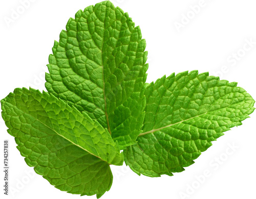 A Fresh and Beautiful Mint Leaf - Ready to use PNG Cutout Premium Isolated Image