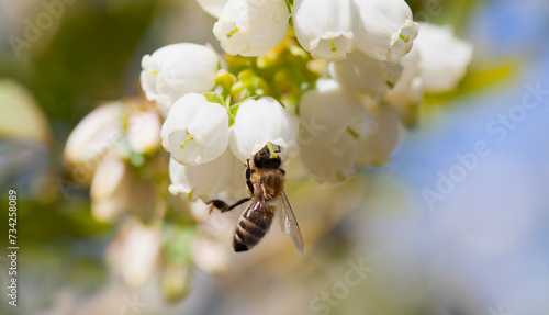 Honey bee polinating blueberry flowers.