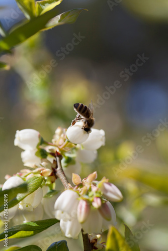 Honey bee polinating blueberry flowers. photo