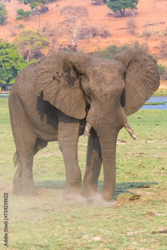 Unruhiger Elefantenbulle photo