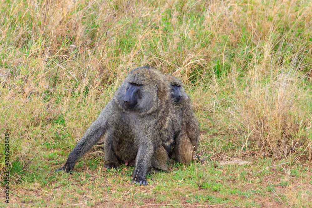 Obraz premium Pair of Olive Baboons (Papio anubis) sitting together on a ground in savanna in Serengeti national park, Tanzania