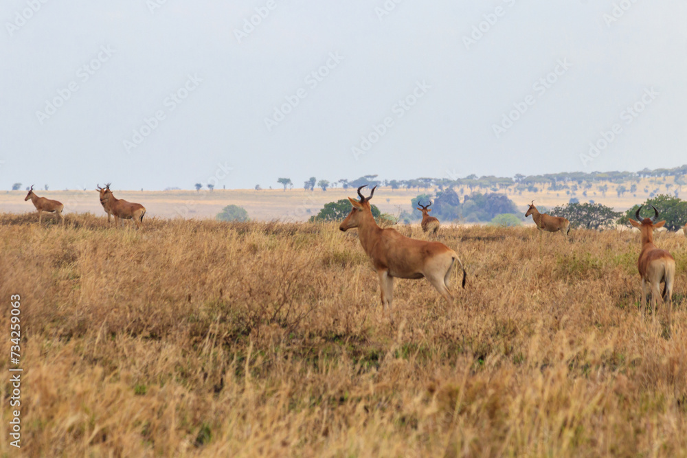 Herd of Coke's hartebeest (Alcelaphus buselaphus cokii) or kongoni in Serengeti national park in Tanzania, Africa Herd of Coke's hartebeest (Alcelaphus buselaphus cokii) or kongoni in Serengeti national park in Tanzania, Africa