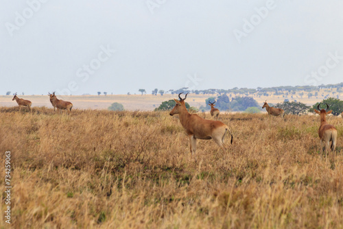 Herd of Coke s hartebeest  Alcelaphus buselaphus cokii  or kongoni in Serengeti national park in Tanzania  Africa