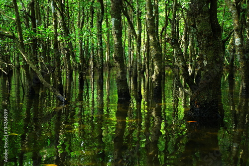 Fototapeta Naklejka Na Ścianę i Meble -  沖縄県西表島　緑溢れるマングローブの森の中