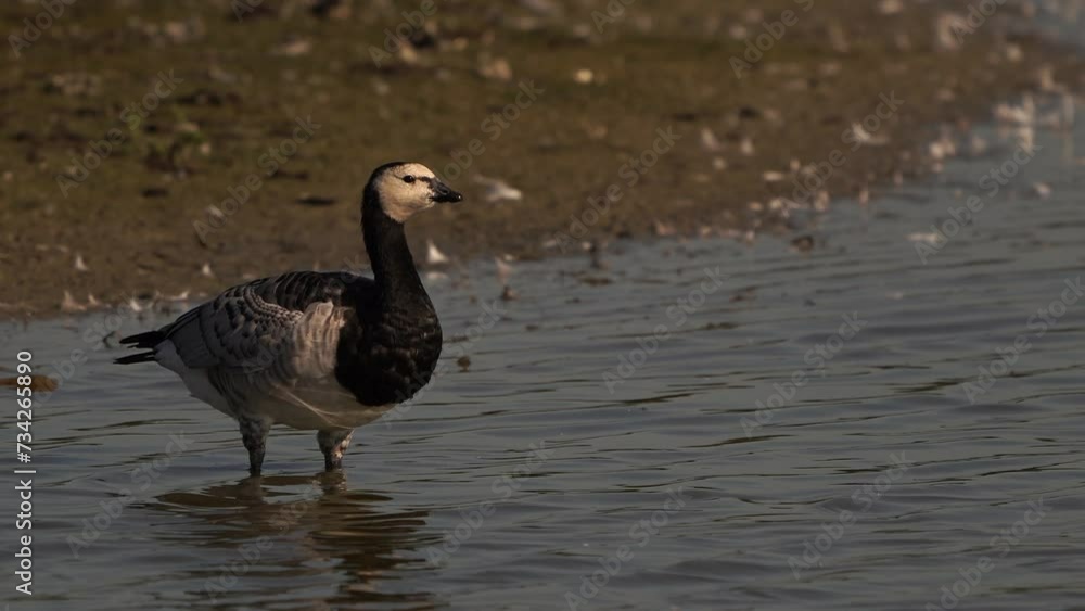 A barnacle goose (Branta leucopsis) drinking water A barnacle goose (Branta leucopsis) drinking water