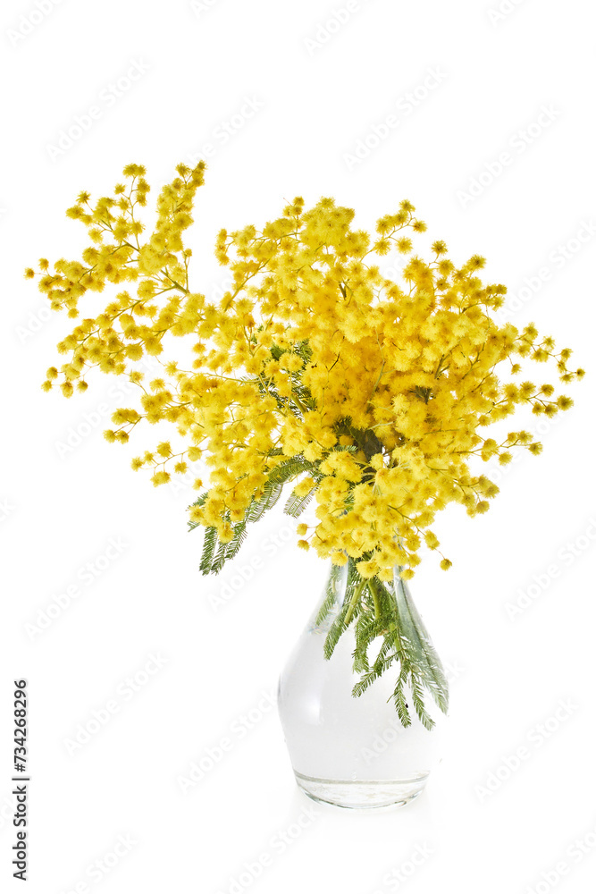Mimosa flowers isolated on white backgrounds.