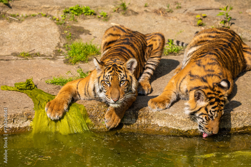 Fototapeta premium critically endangered Sumatran tiger
