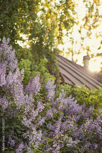 A photo of a blooming lilac tree at a village house.