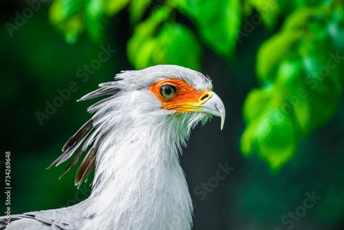 secretary bird (Sagittarius serpentarius)large of prey. photo