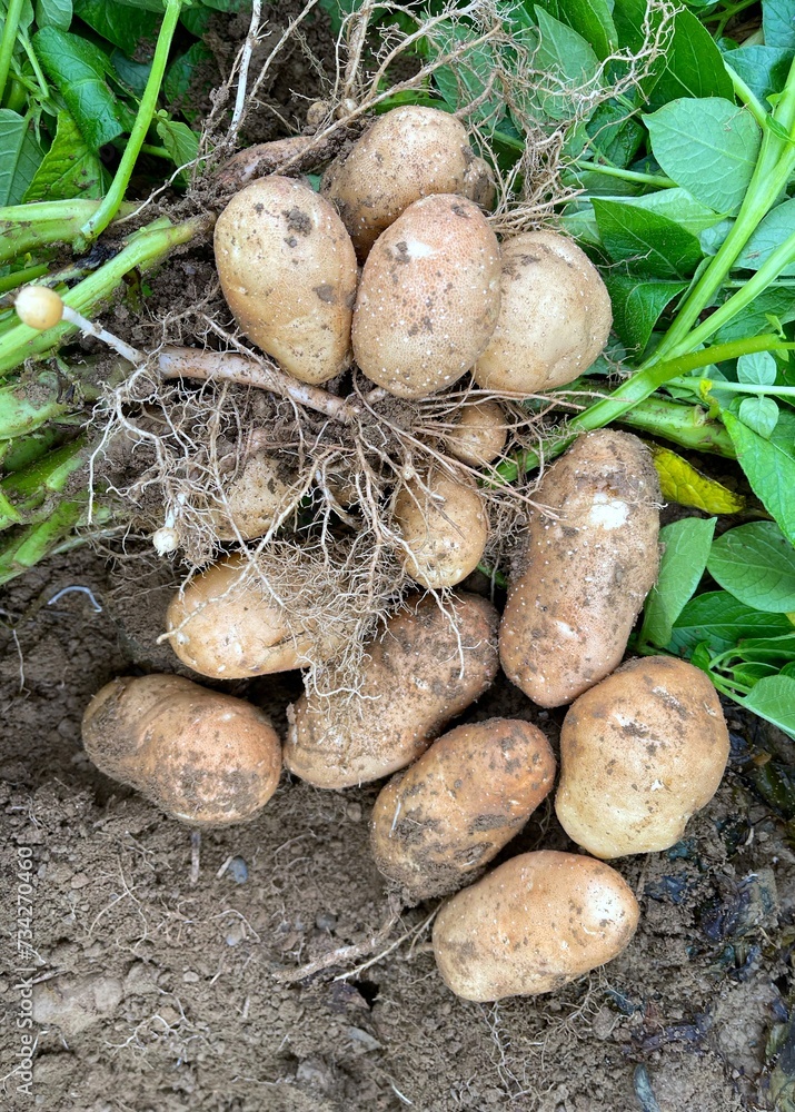 Russet potatoes from one plant dug in the field with the plant and roots Russet potatoes from one plant dug in the field with the plant and roots