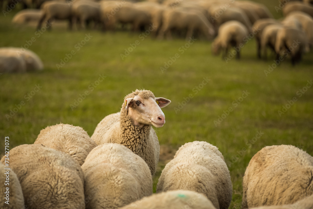 Obraz premium Sheeps in a meadow on green grass