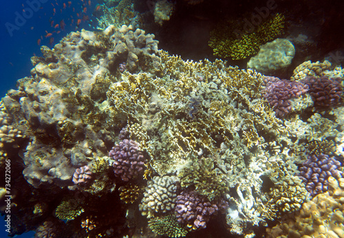 View of coral reef in Sharm El Sheik © mauriziobiso