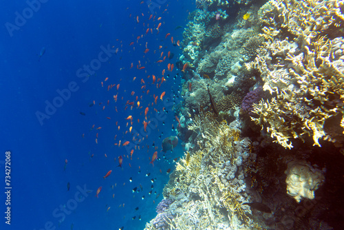 View of coral reef in Sharm El Sheik