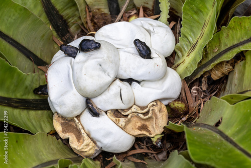 Papier peint Australian Diamond Pythons hatching from egg