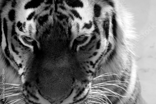 white bengal tiger © mhmmdgnc