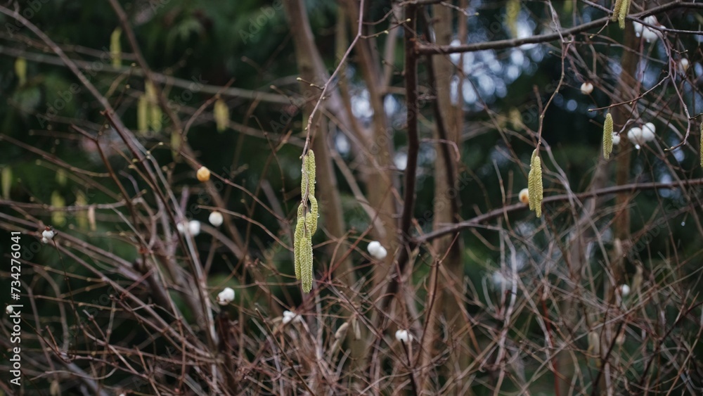 Silver Weeping Birch Tree Betula Pendula Allergen Flowers Catkins Seeds Silver Weeping Birch Tree Betula Pendula Allergen Flowers Catkins Seeds