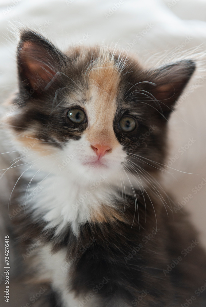 Dreifarbiges Norwegisches Waldkatzen Kitten