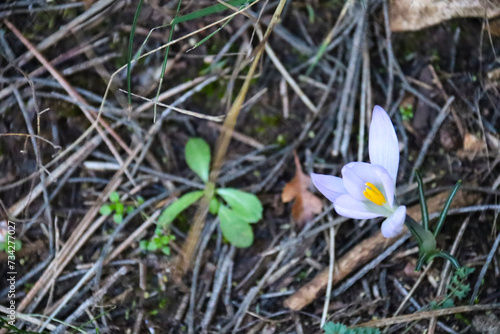 Crocus Carpetanus flower in the mountain