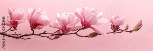Magnolia branch with fresh blooming pink flower buds on soft pastel pink background  concept of coming of spring