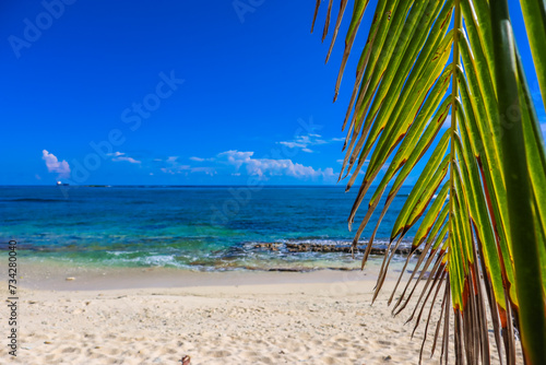 Beautiful  view of the Cayman Islands in the Caribbean with pristine beach turquoise blue green water sea ocean coconut leaf branch in the sight as water crash against the sand shore