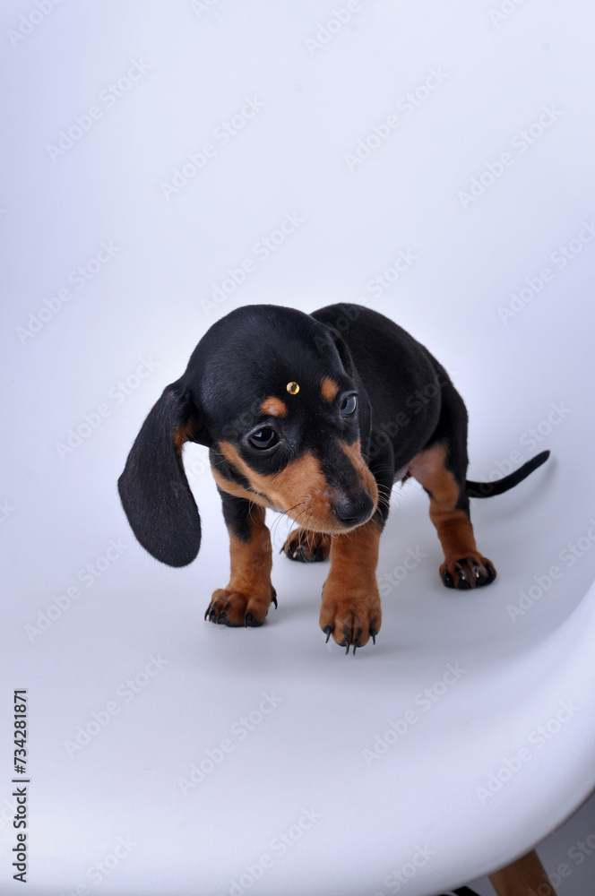 filhote fofo de Dachshund, foto em estúdio fundo neutro, amor canino, pedigree, raça pura 