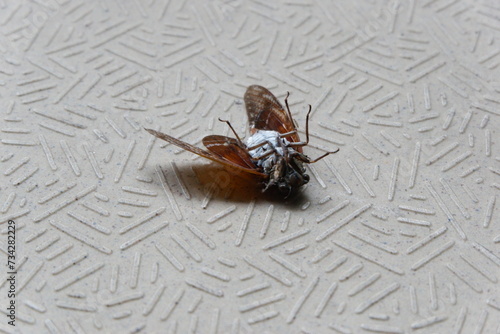 A dead cicada on a floor