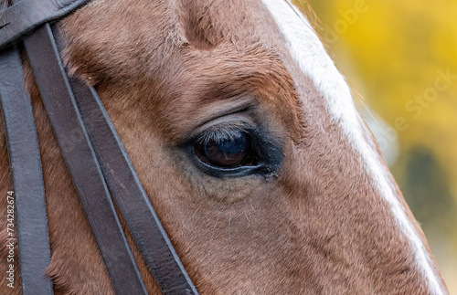 Intricate detail of a chestnut horses eye, animal eyes macro detail, extreme closeup, nobody. Animals body part details simple abstract concept, no people, tranquil serene scene, work draft horses © Tomasz
