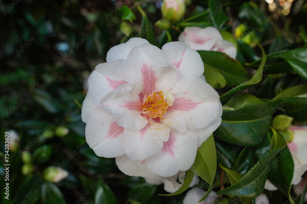 White camellia on flowering garden shrub. beautiful seasonal flower in bloom White camellia on flowering garden shrub. beautiful seasonal flower in bloom