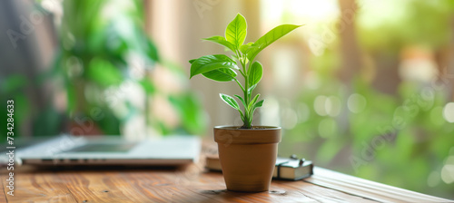 heathy young office desk plant in a pot