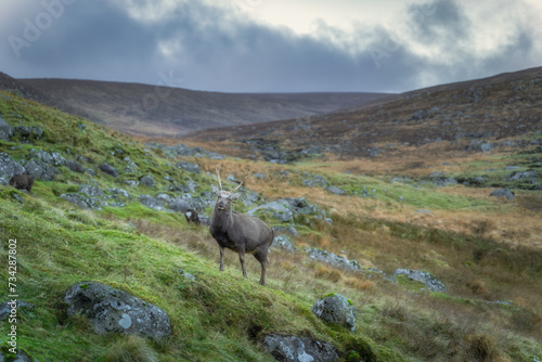 Sika Deer  stag  scientific name Cervus Nippon  looking at camera in Glendalough highlands. Hiking in beautiful autumn Wicklow Mountains  Ireland