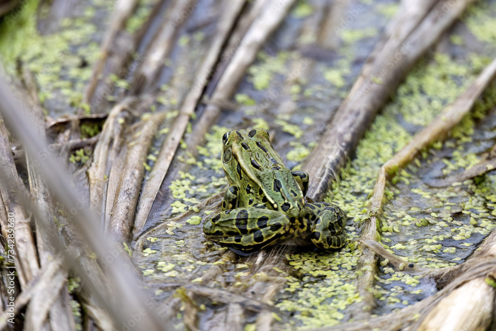 The northern leopard frog (Lithobates pipiensis) native North American animal. It is the state amphibian of Minnesota and Vermont. The northern leopard frog (Lithobates pipiensis) native North American animal. It is the state amphibian of Minnesota and Vermont.