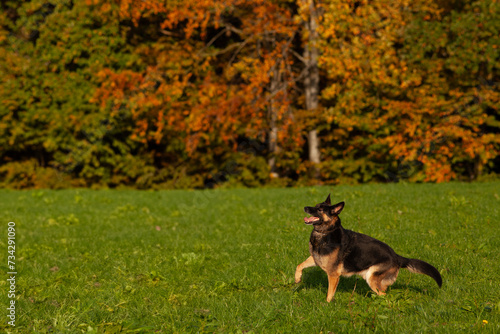 Deutscher Schäferhund spielt auf der Wiese