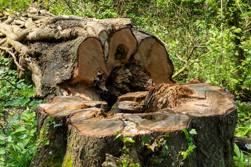 Umgestürzter Baum mit Austrieben und Lianen umwunden im Wald