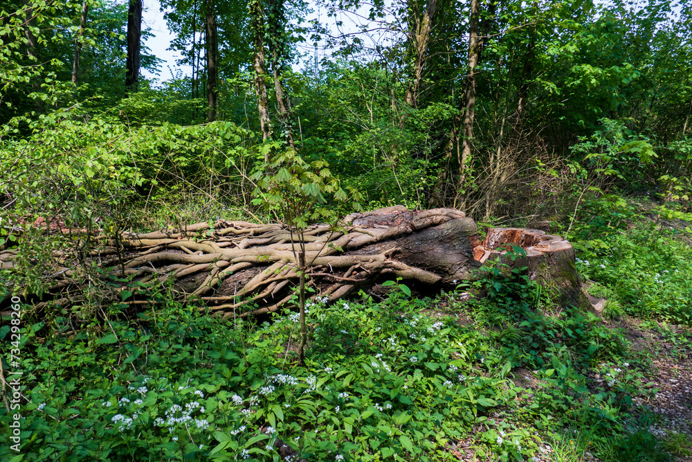 Umgestürzter Baum mit Austrieben und Lianen umwunden im Wald Umgestürzter Baum mit Austrieben und Lianen umwunden im Wald