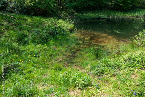 Froschteich im Waldgebiet Jagdhäuser Wald in Baden-Baden