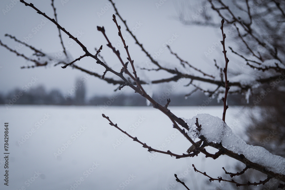 Kyiv, Ukraine - February 10, 2024, gloomy and gray weather. it is snowing a little. a white, clean field covered with snow. trees and branches are also covered with snow. Kyiv, Ukraine - February 10, 2024, gloomy and gray weather. it is snowing a little. a white, clean field covered with snow. trees and branches are also covered with snow.