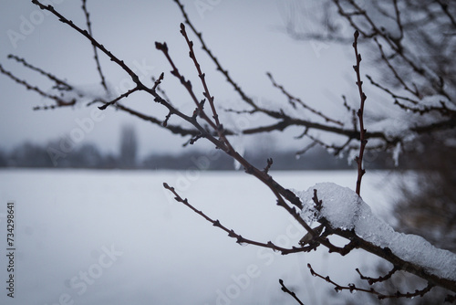 Kyiv, Ukraine - February 10, 2024, gloomy and gray weather. it is snowing a little. a white, clean field covered with snow. trees and branches are also covered with snow. 