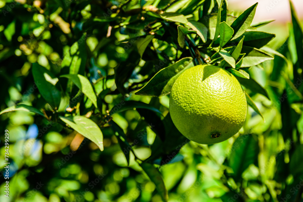 Green mandarin fruit on tree at the orchard Green mandarin fruit on tree at the orchard