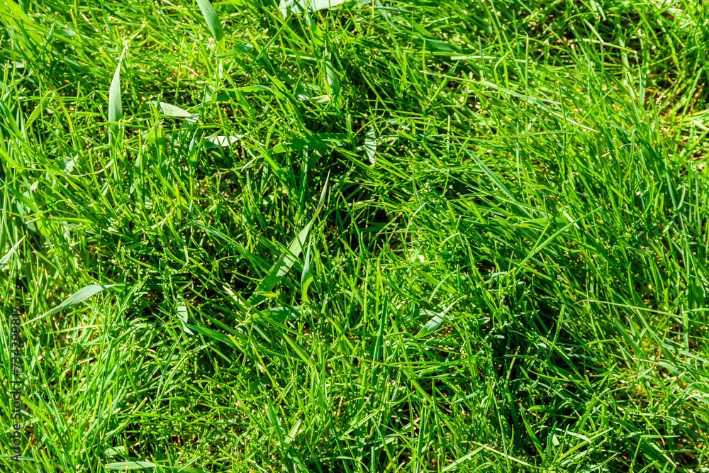 Background of the green grass. Eco concept. Selective focus Background of the green grass. Eco concept. Selective focus