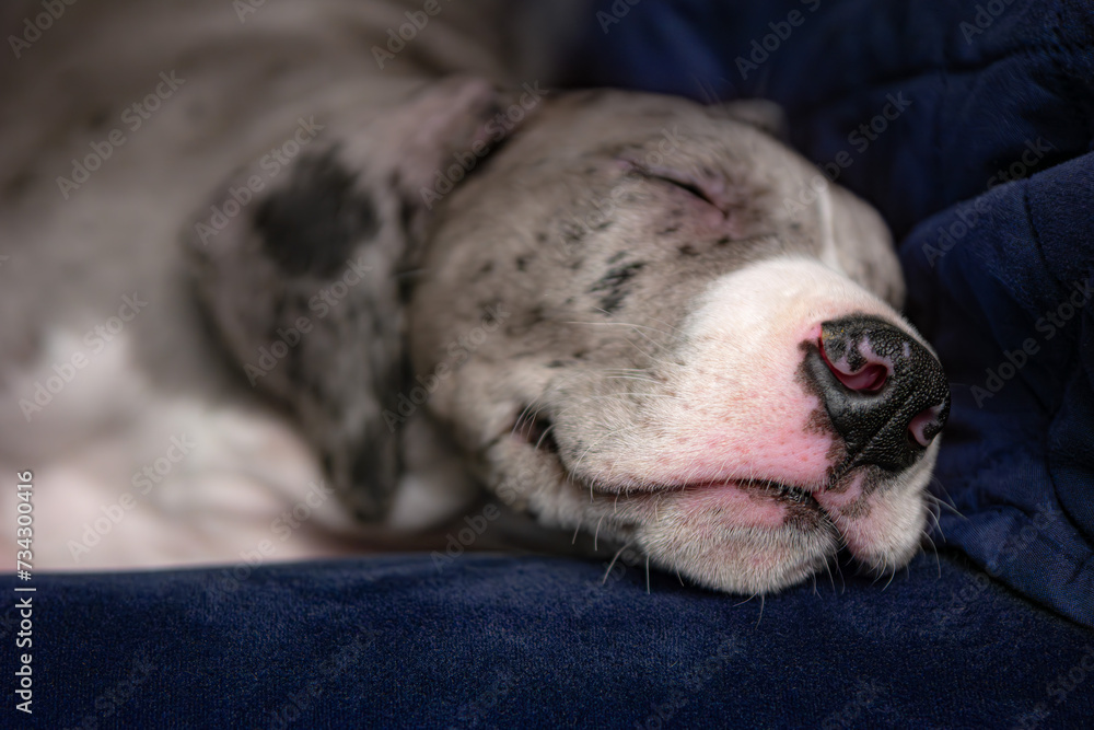 Lincoln the 2 month-old Great Dane puppy naps peacefully, slightly grinning. Narrow depth of field Lincoln the 2 month-old Great Dane puppy naps peacefully, slightly grinning. Narrow depth of field