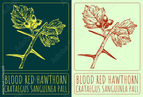 Vector drawings BLOOD RED HAWTHORN. Hand drawn illustration. Latin name CRATAEGUS SANGUINEA PALL.
