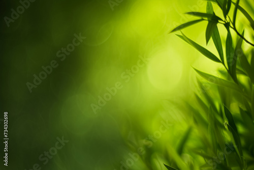 Close-up of green leaves with a blurred  bokeh light effect in the background.