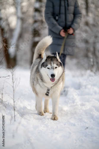 A girl in a winter jacket walks with a Siberian husky dog. Winter.