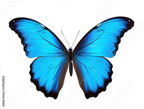 a blue butterfly with black wings © White
