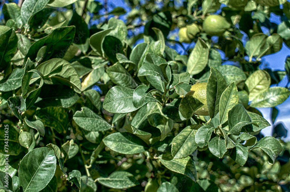 Lemon tree with its fruits. Lemon tree with its fruits.