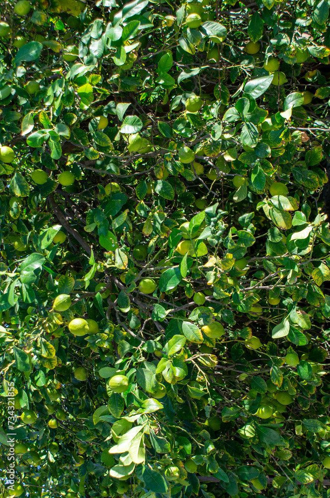 Lemon tree with its fruits.