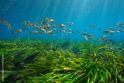 Seagrass (Posidonia oceanica) with a shoal of fish (Sarpa salpa) underwater in the Mediterranean sea, natural scene, Corsica, France