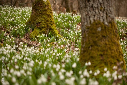 First spring white flowers in a forest